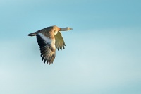 Drop velky - Otis tarda - Great Bustard 2899